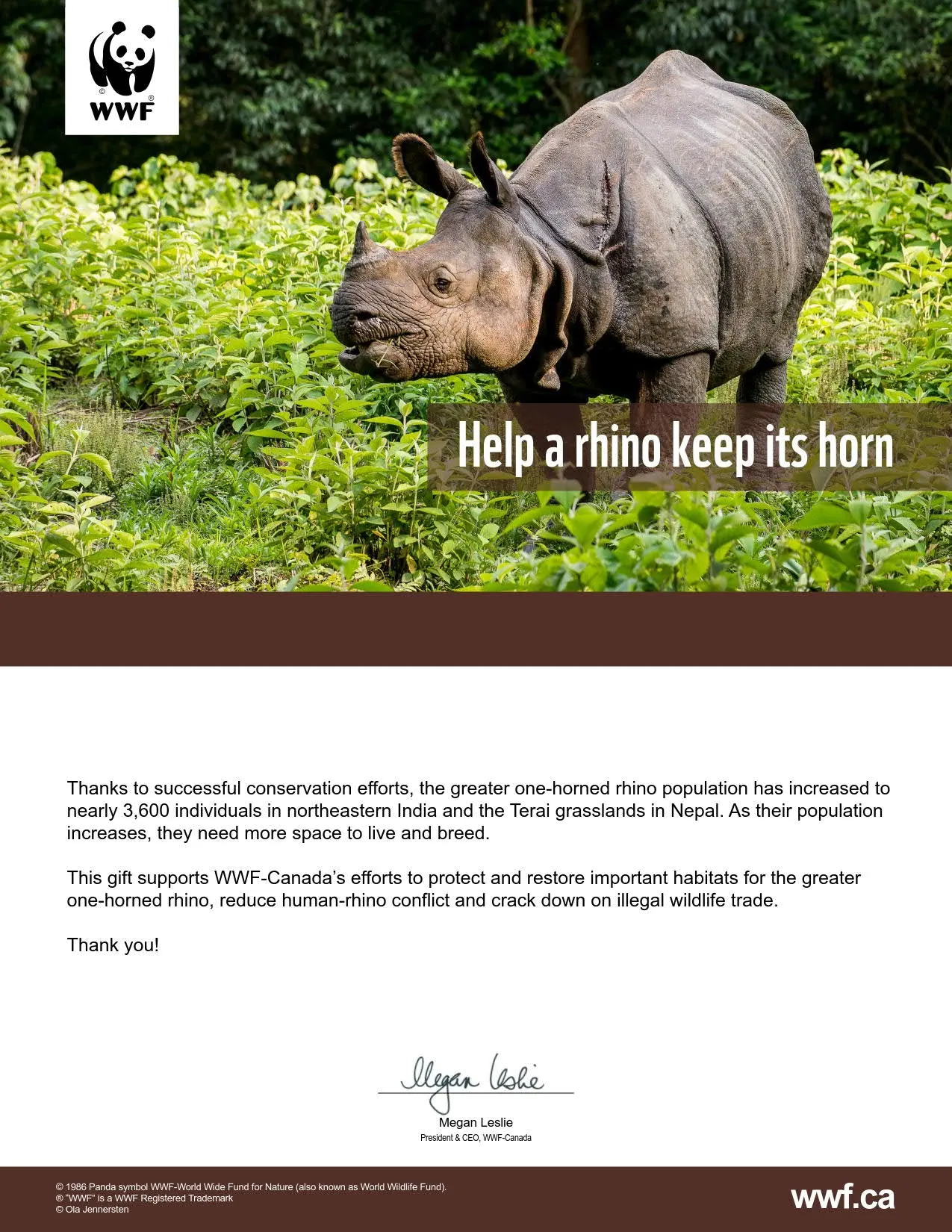 ensure a rhino keeps its horn