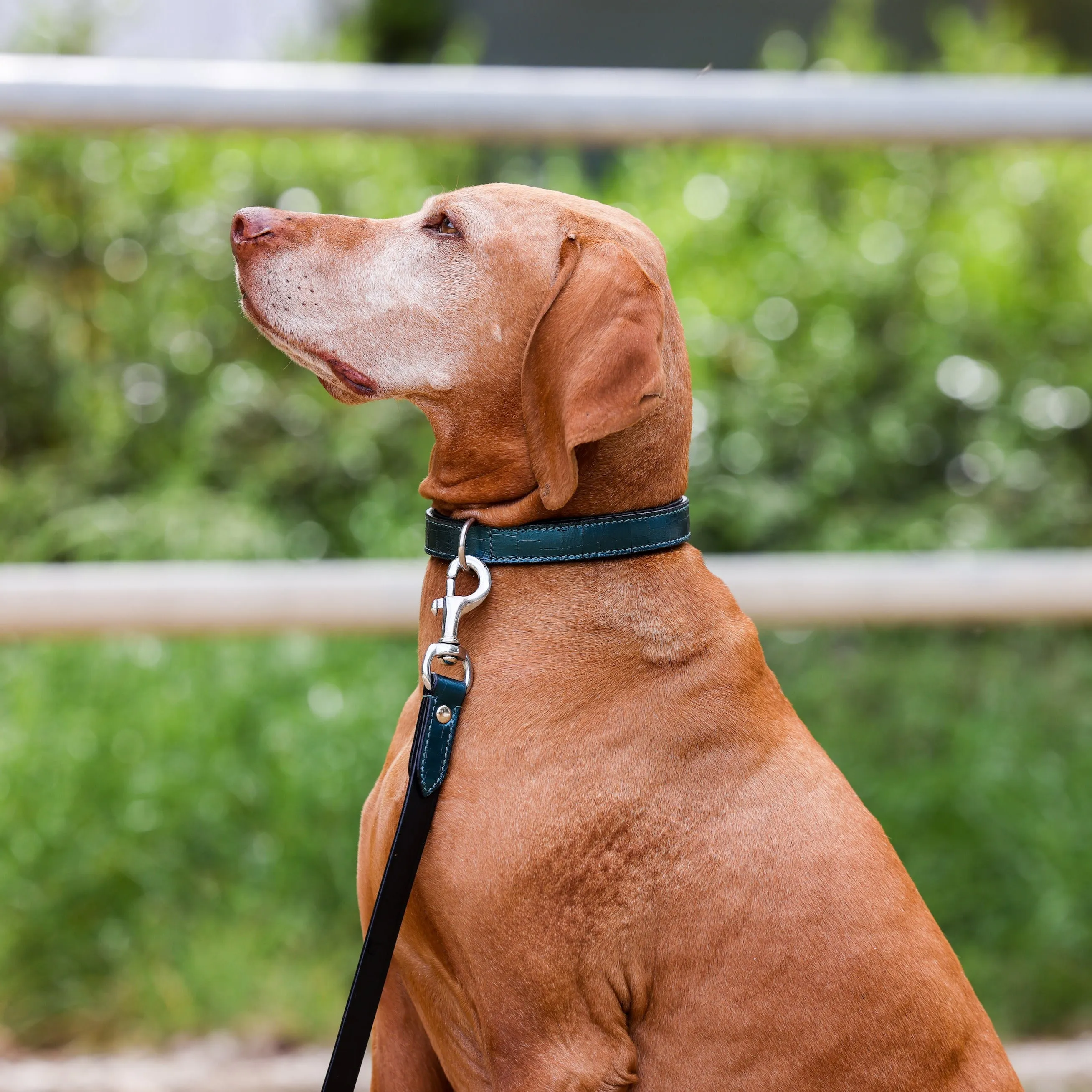 Halter Ego® Metallic Teal Dog Leash