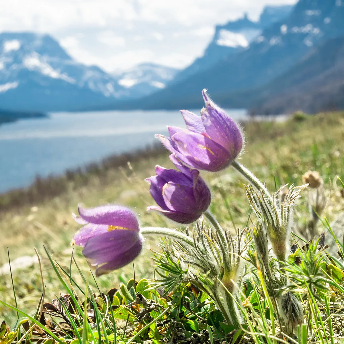 nourish nature with a wildflower bouquet