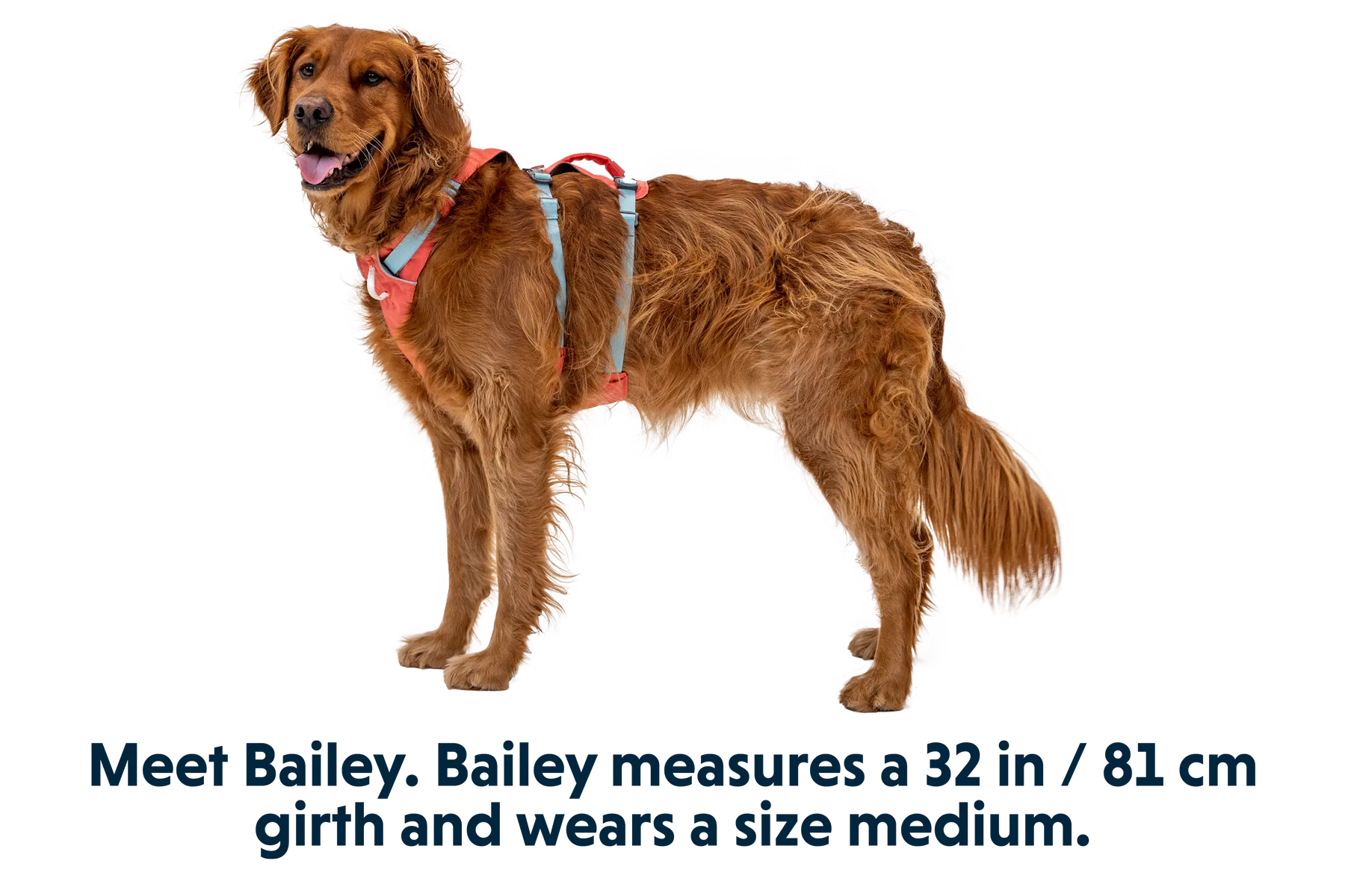 RP - Flagline™ Dog Harness with Handle