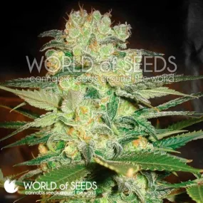 SEE057: Afghan Kush X White Widow FEM 3 Seeds